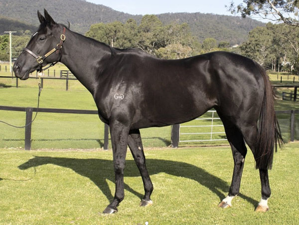 Lot 55 Noire sold for $800,000