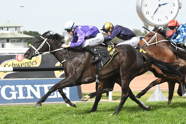 G2 winner Noire sold for $800,000 at the 2020 Inglis Chairman's Sale