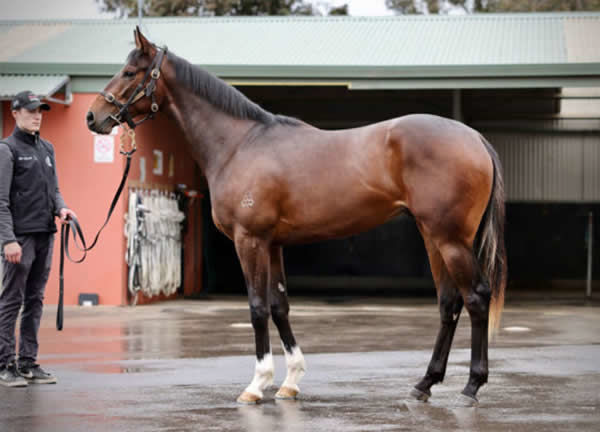 Nondisclosure topped the 2022 Inglis Ready 2 Race Sale at $750,000.