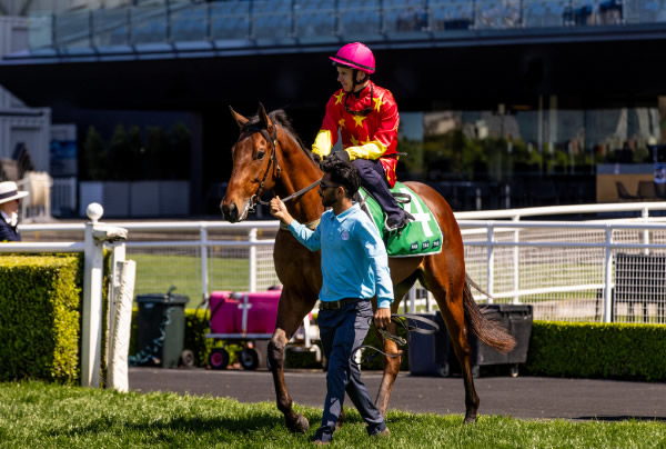 North England has many similarities to his sire Farnan - image Georgia Young