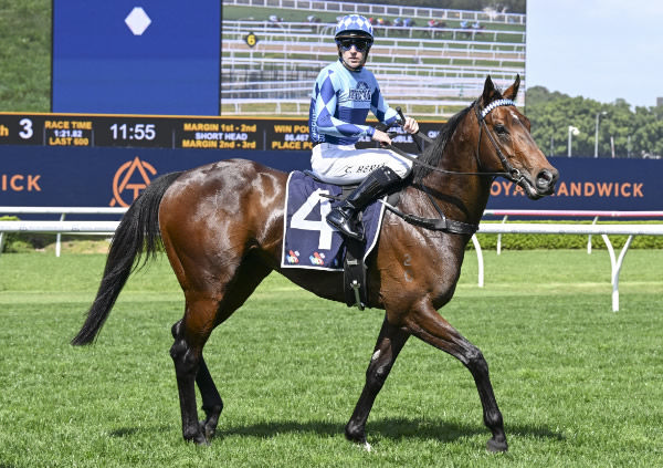 Northern Eyes has developed a taste for winning races - image Steve Hart