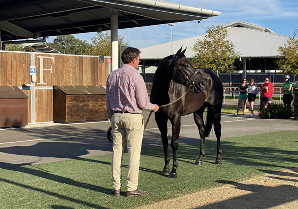 North Pacific was paraded at Riverside Stables in Sydney on Sunday afternoon.