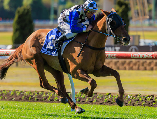 Not Usual Glorious wins at Moonee Valley - image Grant Courtney