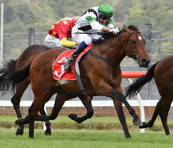 Not An Option is on a path towards the Gr.1 JJ Atkins (1400m) in Brisbane next month. Photo: Race Images