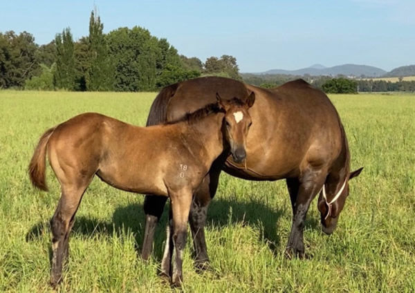 Nothin Leica Storm pictured at Kingstar Farm with her Russian Revolution filly.