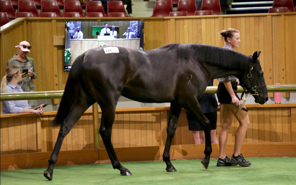 Lot 865 Noverre – Royal Roc filly. Photo: Trish Dunell