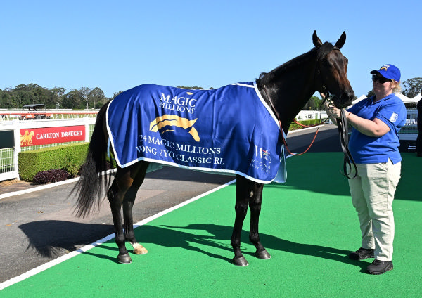 O' Ole is off the to the Magic Millions in January - image Steve Hart