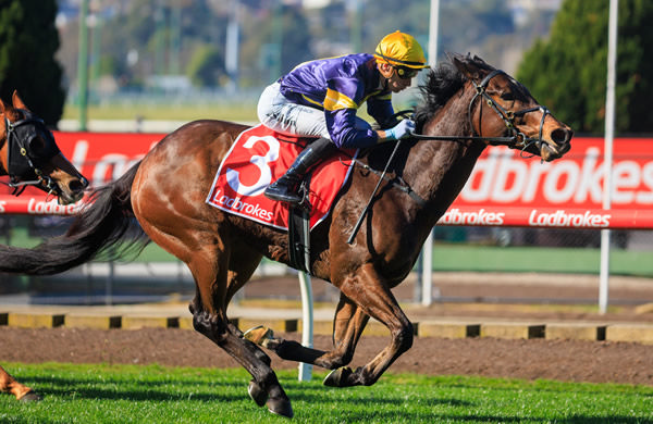 Oak Hill cruises clear to win at The Valley - image Grant Courtney