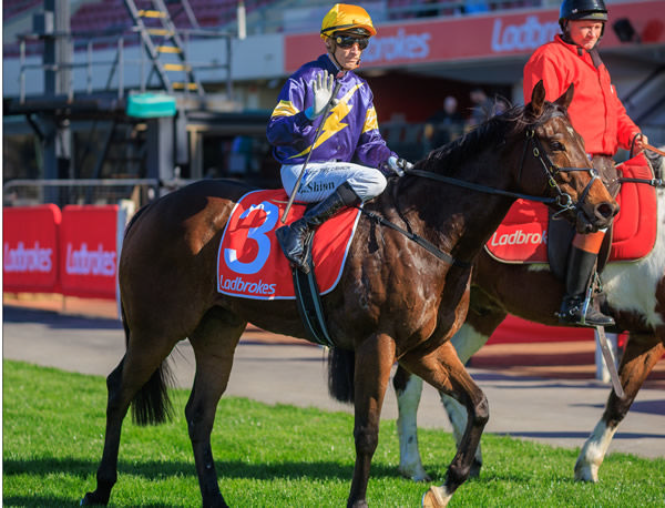 Oak Hill is a three-quarter brother to G1 winner Desert Lightning - image Grant Courtney
