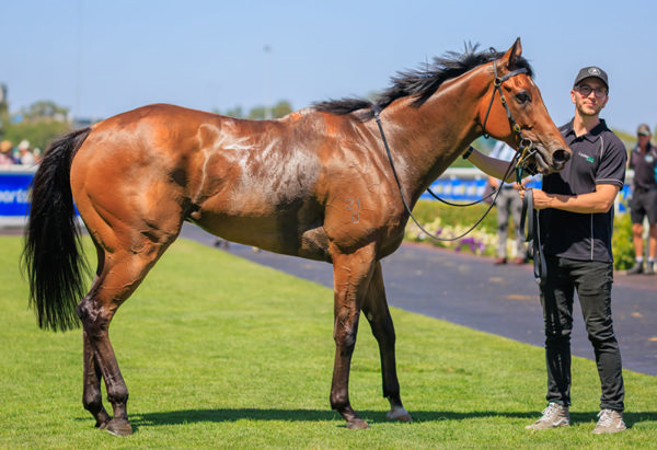 Oak Hill is the 36th SW for Per Incanto (USA).