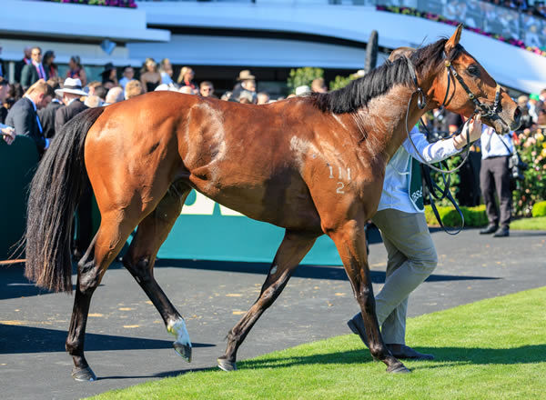 Observer is a good looking colt - image Grant Courtney