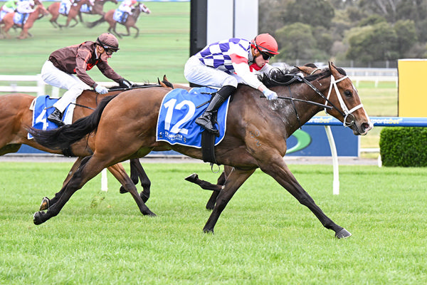Progressive 3yo Hanseatic Filly Obucci Looked Good Breaking Her Maiden - Image by Pat Scala/Racing Photos