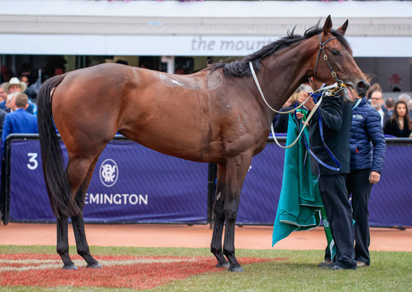 Oceanex after winning the Matriach Stakes image Grant Courtney