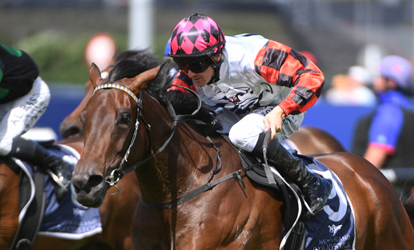 Ohope Wins winning the Gr.2 Sir Patrick Hogan Stakes (2000m) at Ellerslie on New Year's Day. Photo: Kenton Wright (Race Images)
