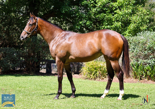 $350,000 Magic Millions Yearling Purchase Ole Dancer