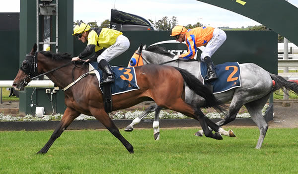 One Bold Cat proves his staying class in the Gr.3 Counties Cup (2100m) at Pukekohe on Saturday.  Photo: Kenton Wright (Race Images)