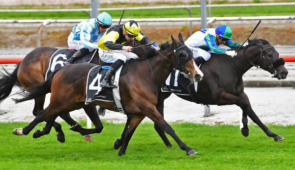 One Bold Cat on his way to winning the Gr.1 Arrowfield Stud Plate (1600m) at Matamata on Wednesday.  Photo: Kenton Wright (Race Images)