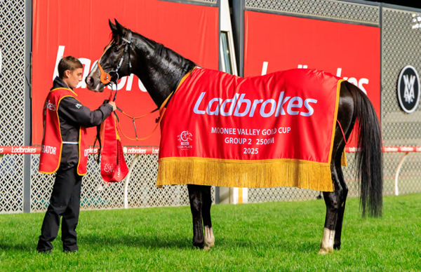Geelong Cup winner and now a Moonee Valley Cup winner! - image Grant Courtney