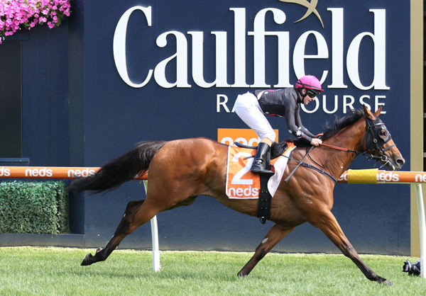Opened Minded keep his unbeaten record at Caulfield intact with a comfortable victory in the Cameron Rose Handicap (1400m) Photo Credit: Bruno Cannatelli
