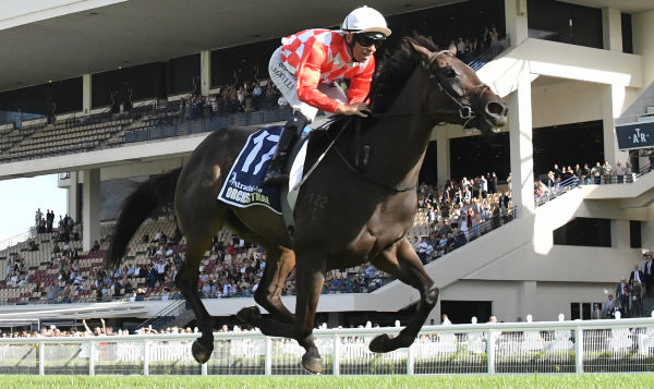 Orchestral will head to Sydney later this month to tackle the Gr.1 Vinery Stud Stakes (2000m).   Photo: Race Images