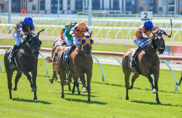 Origin Of Love winning the Gr.3 War Decree Stakes (1600m) at Riccarton on Saturday.  Photo: Ajay Berry (Race Images South)