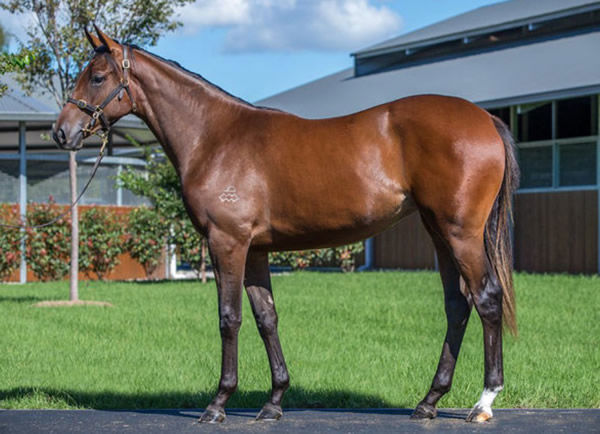 Orzala was a $700,000 Inglis Easter purchase.