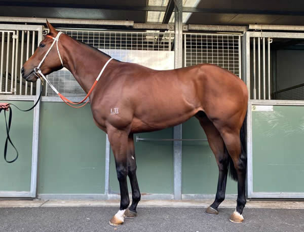 Ostracised was bought by Kody Nestor through Inglis Digital for $80,000 - click to see his page.