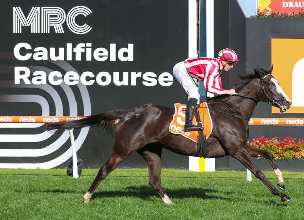 Former Kiwi three-year-old Our Red Morning winning at Caulfield on Saturday. Photo: Bruno Cannatelli