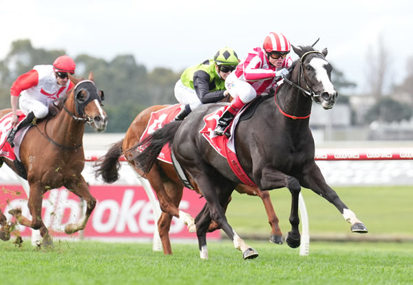 Former Kiwi mare Our Red Morning winning at Sandown on Wednesday  Photo: Scott Barbour (Racing Photos) 