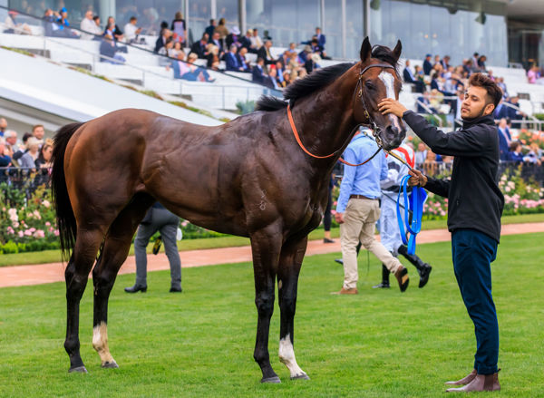 Will we see the son of Vancouver in the Newmarket? (image Grant Courtney)
