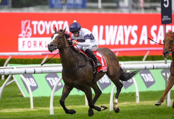 $75,000 Inglis Easter bargain Overpass wins the $2million Sydney Stakes - image Steve Hart 