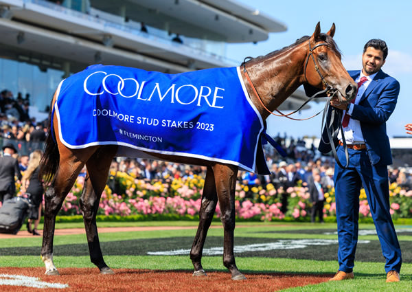 The half-brother by Wootton Bassett (GB) to G1 Coolmore Stud Stakes winner Ozzmosis is confirmed for Inglis Easter - image Grant Courtney