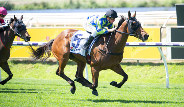 Watch Me Rock wins his first black-type in the LR Grandstand Cup at Ascot in March - image Western Racepix