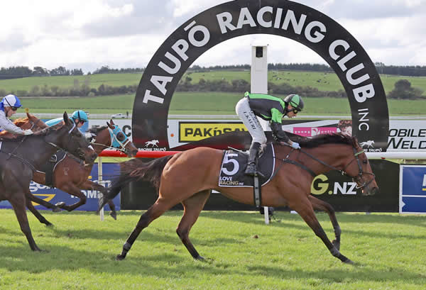 Pacheco winning at Taupo on Friday.  Photo: Peter Rubery (Race Images Palmerston North)