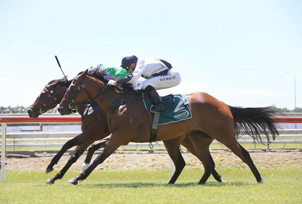 Pacific Dragon (inside) gets up over Time Flies at Pukekohe on Monday. Photo: Trish Dunell