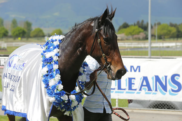 Paisley Park parades after his Matamata victory Photo credit: Trish Dunell