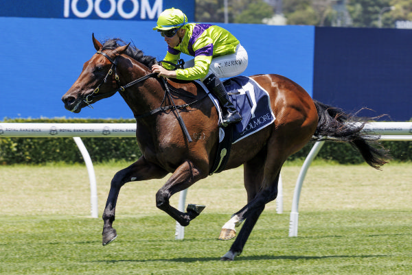 Pallaton wins in style at Randwick - image Steve Hart 