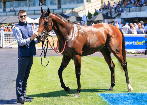 Pallaton is now a Group winning colt - image Grant Courtney  