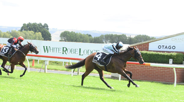 Palmetto is going strongly for rider Shankar Muniandy as he strides to the finish of the Listed Positive Signs Dunedin Guineas (1500m) at Wingatui Photo Credit: Tayler Strong