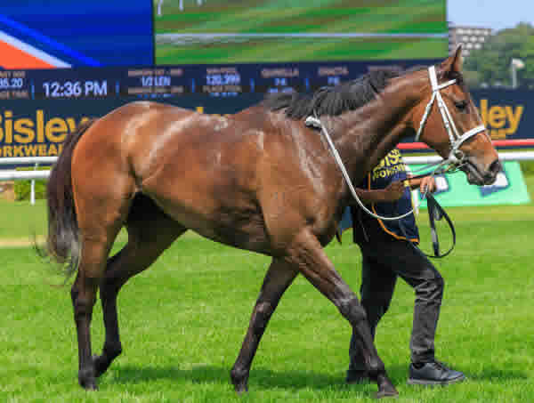 Panova now a G3 winner! -- image Grant Courtney 