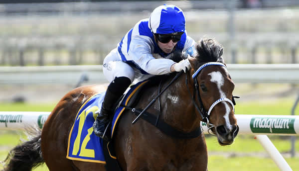Passiflora winning on debut at Cambridge on Wednesday.  Photo: Kenton Wright (Race Images)
