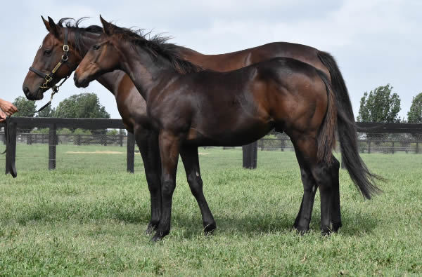 Passionate Lass sold for $150,000 with her Brazen Beau colt.