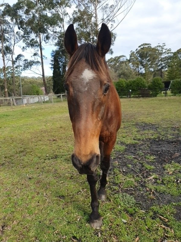 Patezza - one of the ttuly  great thoroughbreds.