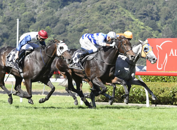 Pearl Of Alsace will contest the Gr.1 Livamol Classic (2040m) at Hastings on Saturday. Photo: Peter Rubery (Race Images Palmerston North)
