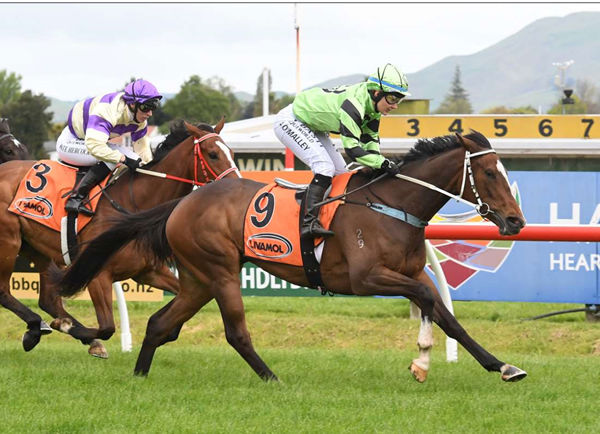 Pennyweka will contest the Gr.2 Little Avondale Stud Lowland Stakes (2100m) at Awapuni on Wednesday. Photo: Race Images (Palmerston North)