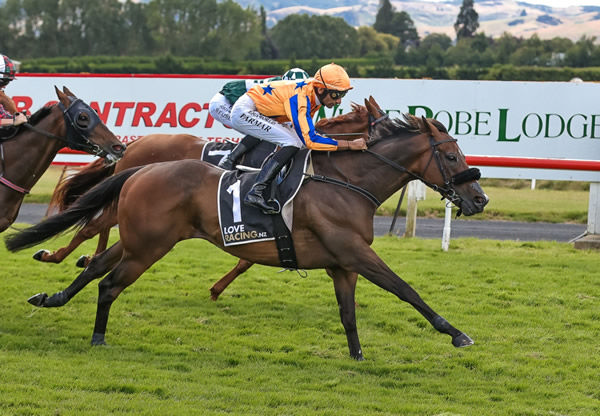 Perfect Scenario captures back-to-back Gr.3 White Robe Lodge Weight For Age (1600m) victories under Niranjan Parmar at Wingatui.  Photo: Monica Toretto
