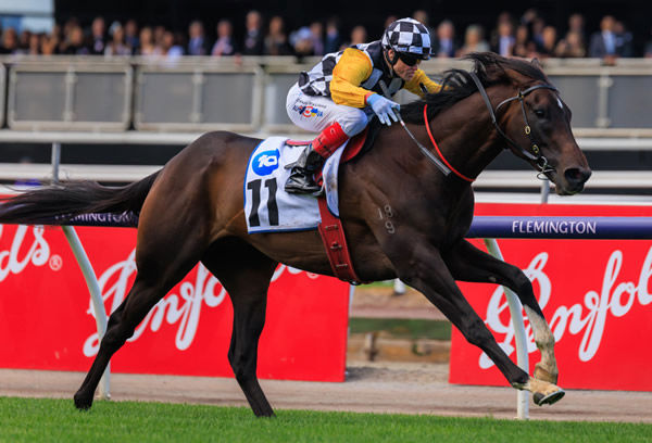 Perfect Thought wins the G3 Carbine Club Stakes - image Grant Courtney