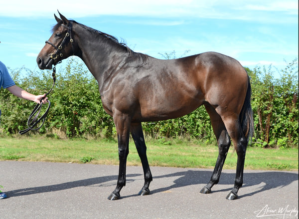 Persian Dream as a yearling.