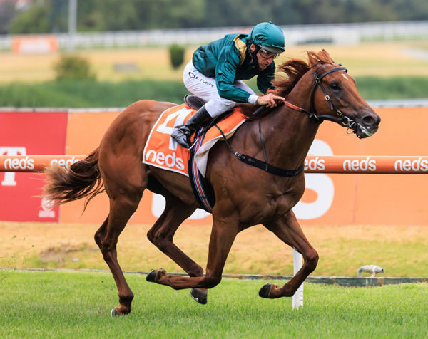 Philosopher wins on debut at Caulfield - image Grant Courtey