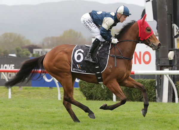 Pier prior to running second in the Listed El Roca – Sir Colin Meads Trophy (1200m) at Hastings on Saturday. Photo: Trish Dunell